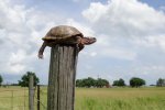turtlepost.jpg
